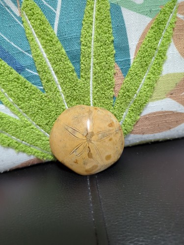 Sea urchin fossil - sea,
