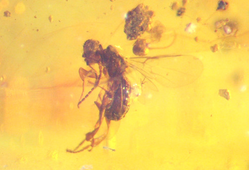 Cretaceous amber fossil - cretaceous,