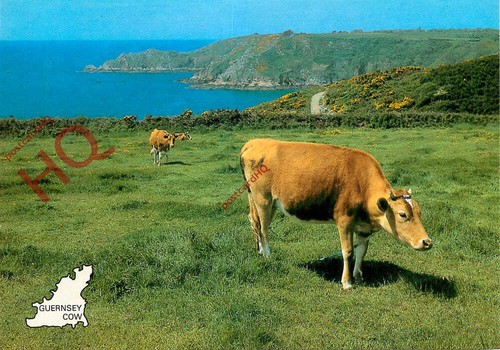 Picture postcard guernsey cow - picture, postcard::guernsey