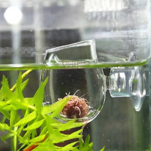 Glass feeding cup fish - cup, tank