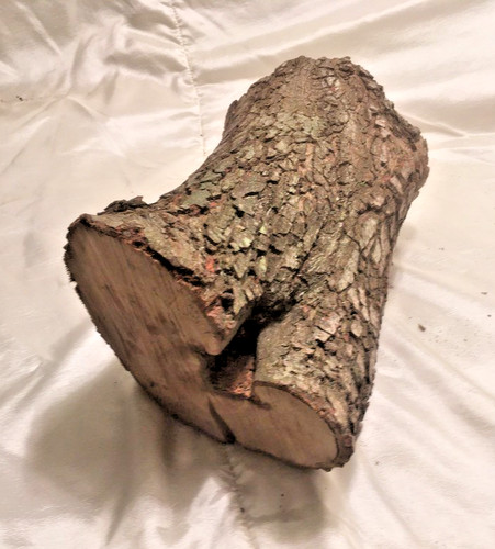 Holm oak wood - x, blank