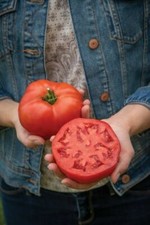 Tomato Burlesque - 12 Seeds (Blight Resistant)