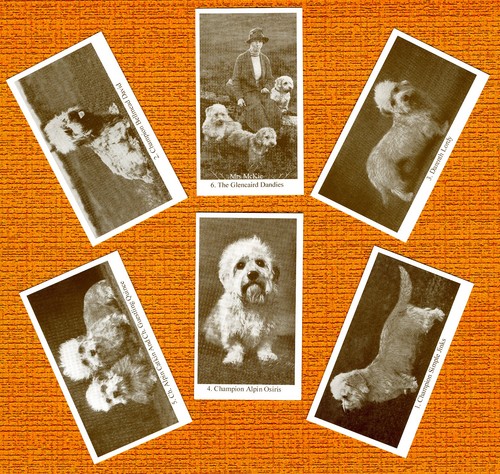 Dandie dinmont terrier - dandie,