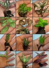 Houseplant Selection Rooted Succulent Plants & Cuttings Unusual Gift Terrarium