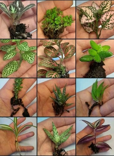 Houseplant selection rooted - selection,