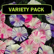 MORNING GLORY Ipomea VARIETY