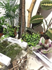 LIVING Bioactive Tropical Terrarium Vivarium Kit (MEDIUM) Amphibian & Invert