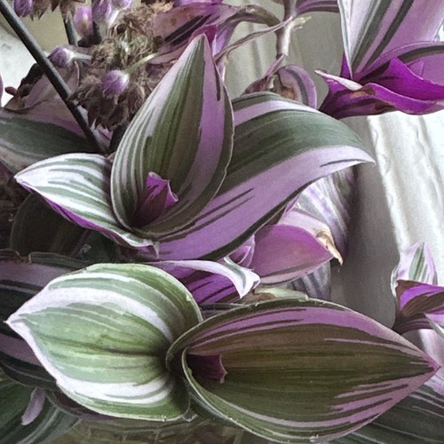 Tradescantia nanouk rooted - tradescantia,