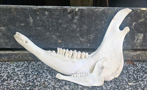 Horse jaw bone - , art