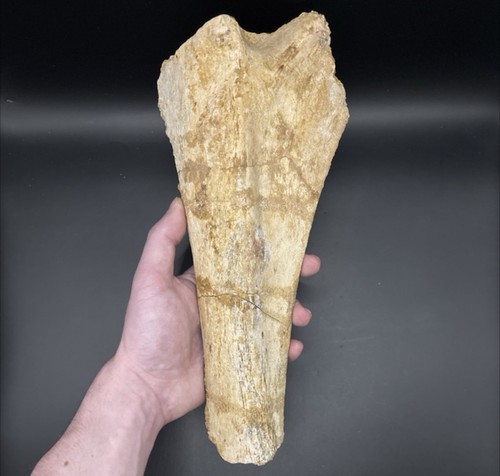 Spinosaurus partial tibia - spinosaurus,