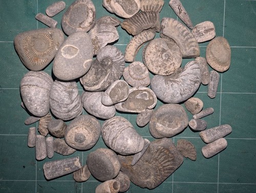 Mixed fossil lot ammonites - lot,