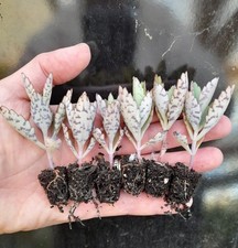 6 x Plants - Kalanchoe