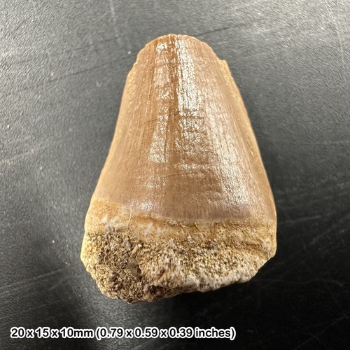Perfect fossil gift mosasaur - fossil,