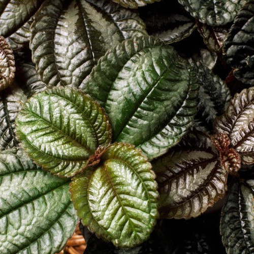 Pilea spruceana silver tree - pilea,