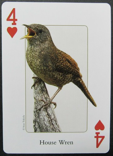 House wren bird - bird, swap