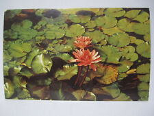 LILLY PADS & POND MARION