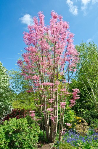 Red cedar seeds chinese - cedar, 10