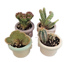 Live Cactus in Mini Ceramic Pot – Easy Care Succulent Plant, Special Soil Mix