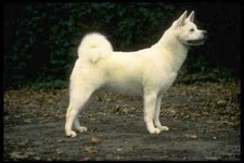 415048 Japanese Akita A4 Photo Print