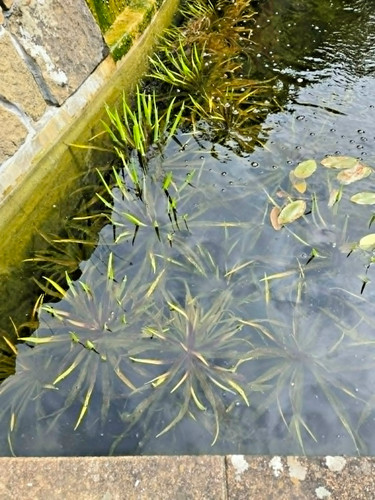 Water soldiers stratiotes - water, -stratiotes