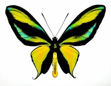 AMAZING BLUE ORNITHOPTERA