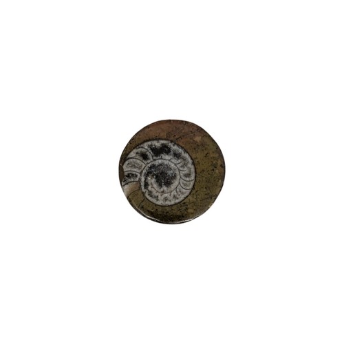 Fully polished ammonite - polished, fossil