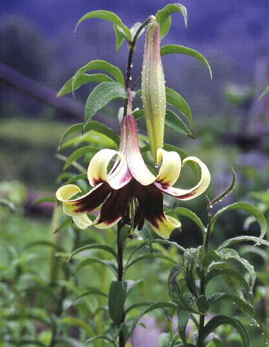Lilium nepalense nepal lily - lilium,