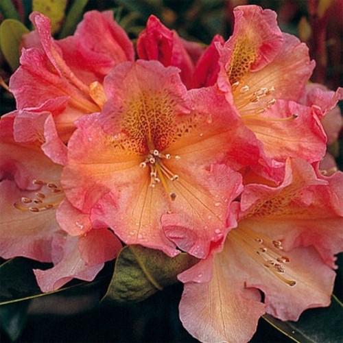 Rhododendron hybrid olga - hybrid,