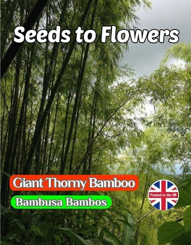 Giant thorny bamboo bambusa - ,