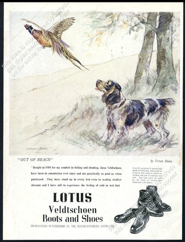 1949 dog pheasant - pheasant, vernon
