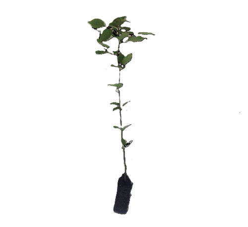 Hornbeam trees carpinus - hornbeam,
