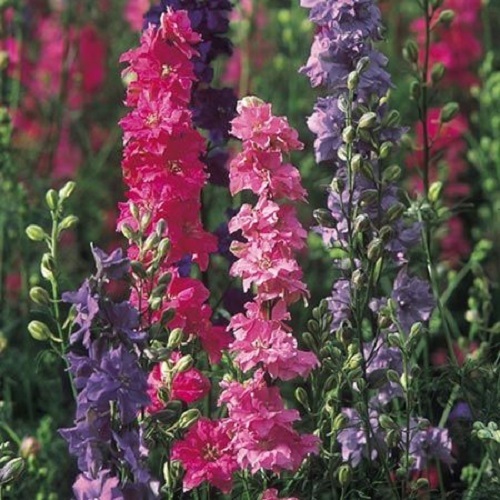 Tall larkspur stock flowered - larkspur,