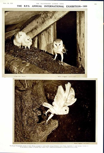 Old vintage print 1950 - print,