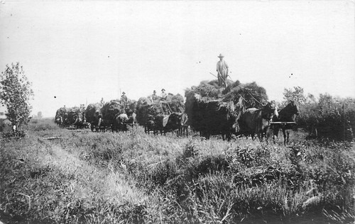 Rppc hay harvest - rppc, drawn