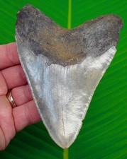 4.94" Megalodon Shark Tooth
