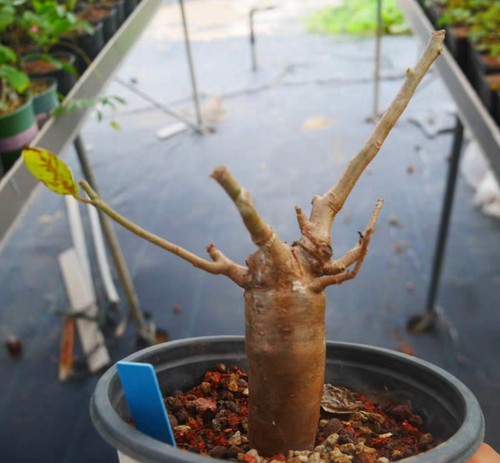 Rare cacti bursera - cacti,