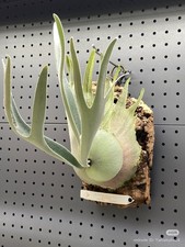 Platycerium VEITCHII AUBURN