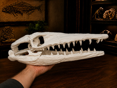 White mosasaurus skull approx - white,