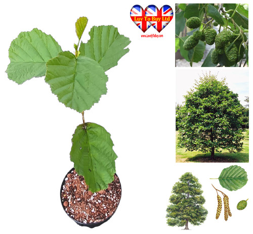 Common alder tree - common, tree(alnus)