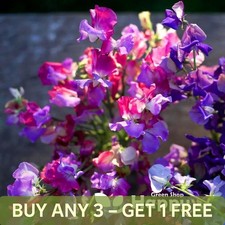 Sweet pea enchante 10 - sweet,