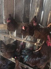 Rhode Island Reds Hatching