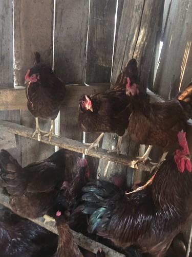 Rhode island reds hatching - rhode,