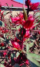 Hibiscus Sabdariffa, 50+