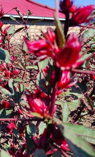Hibiscus sabdariffa 100 - sabdariffa,, 100+