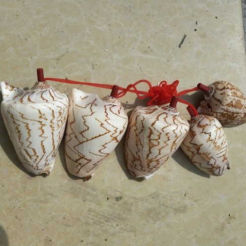 Natural conch horn - natural, whistle