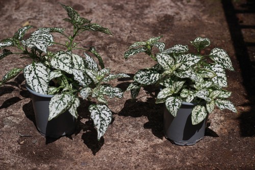 Two white polka dot plants - polka,