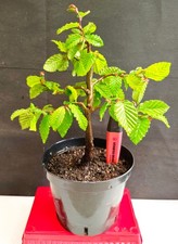 Common hornbeam starter bonsai - starter,