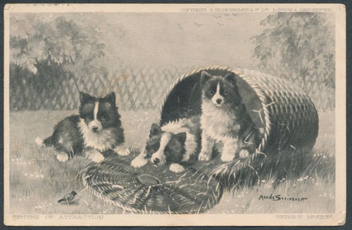 Dog puppy postcard - dog,