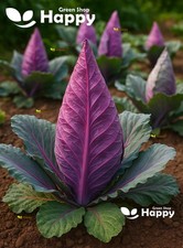 Pointed Red Cabbage Kalibos -
