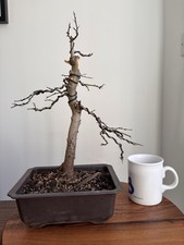 Hawthorn Bonsai Tree